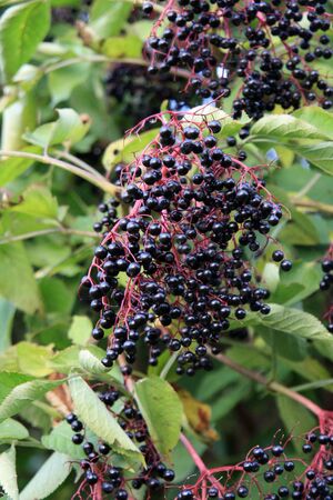 Autumn Elderberryの写真素材