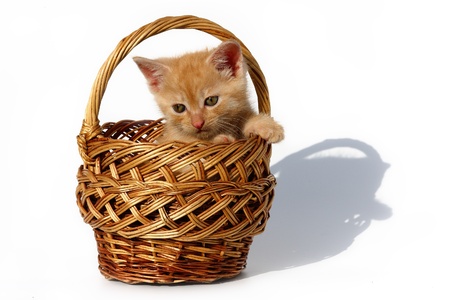 Kitten in a basket.の写真素材