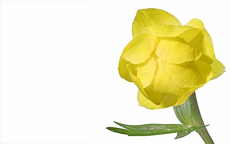 Yellow spring flower の写真素材