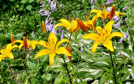 Yellow lily bloom in the gardenの写真素材