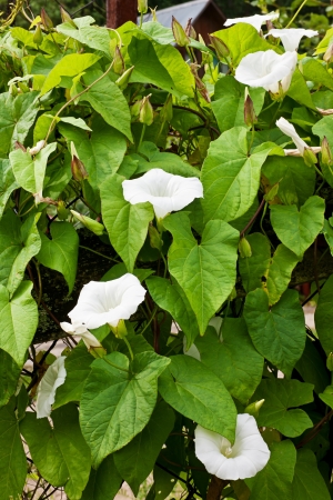 bindweedの写真素材