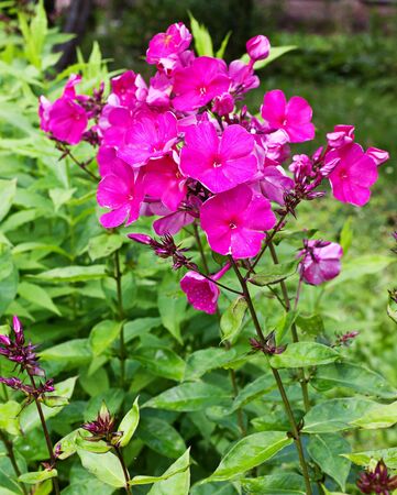 Phlox in the garden の写真素材