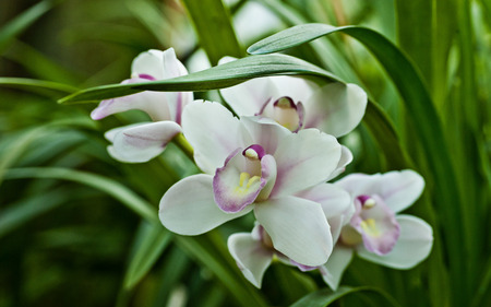 Spring flowers. Natural fresh flowers in a greenhouse.の写真素材