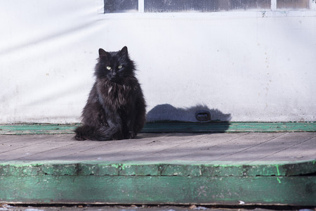 Stray cats living near the monasteryの写真素材