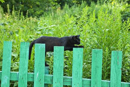 Black cat on the fence. Rostov Russia.の写真素材