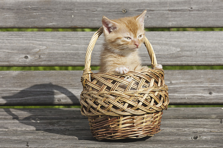 The kittenの写真素材