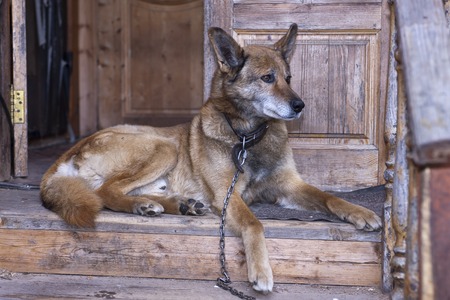 The dog lies on the porch of the house.の写真素材
