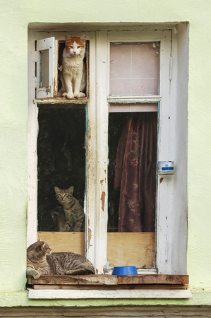 Cats are sitting on the window.の写真素材