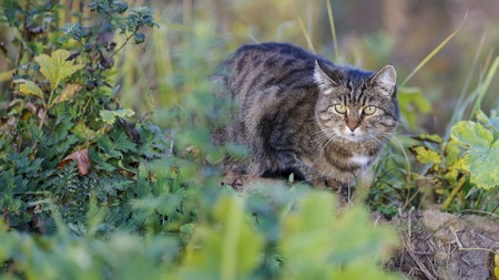 Autumn and stray cat.の写真素材