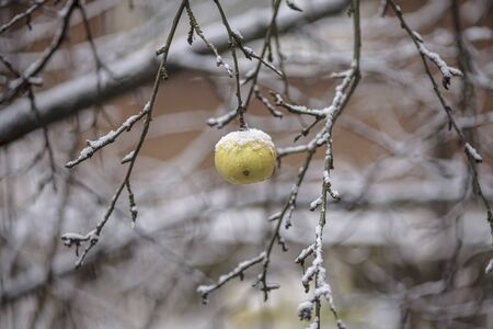 Apple and snow.の写真素材