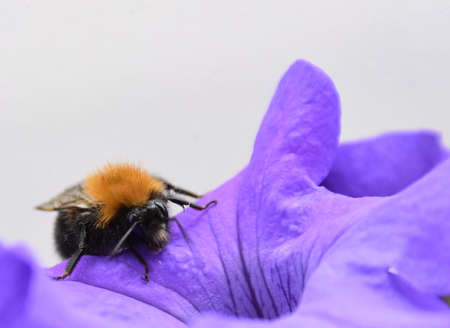 Eine Hummel auf einer Begonie auf dem Balkon - A bumblebee on a begonia on the balcony