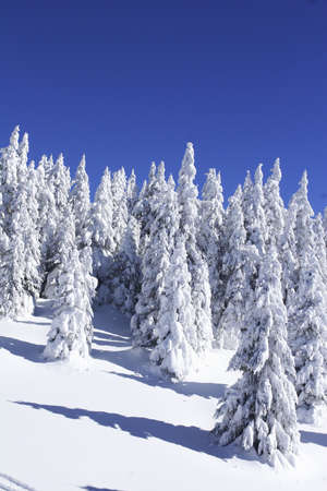 snow covered pine trees against blue skyの写真素材