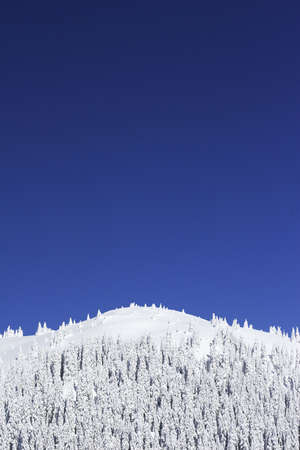 snow covered pine trees against blue skyの写真素材