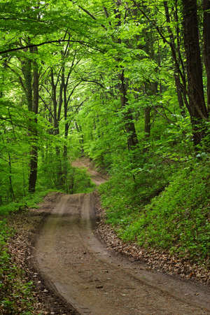 lush green forestの写真素材