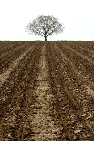 lone tree and farmlandの写真素材