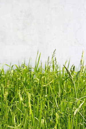 grass and wallの写真素材