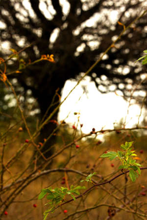 autumn berries with seasonal colours and old treeの写真素材