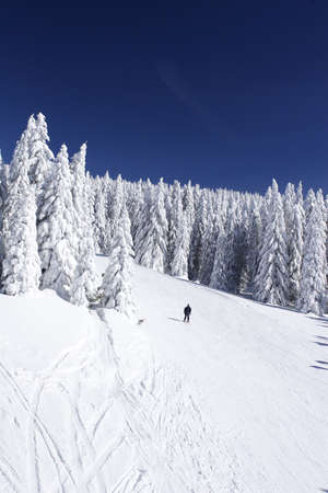 ski slope and pine trees on mountain sideの写真素材