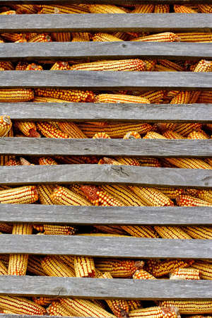 organic corn animal feed stored for winterの写真素材