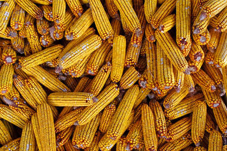 organic corn animal feed stored for winter
