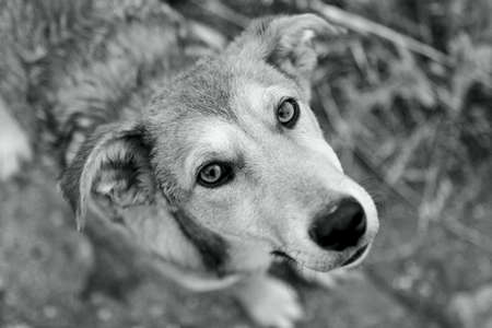 cute dog looking up at the cameraの写真素材