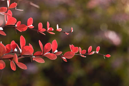 colorful autumn floraの写真素材
