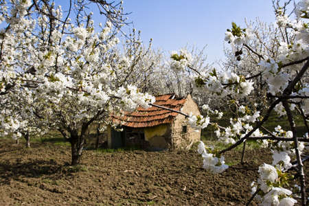 traditional Serbian mud farmhouse in orchard