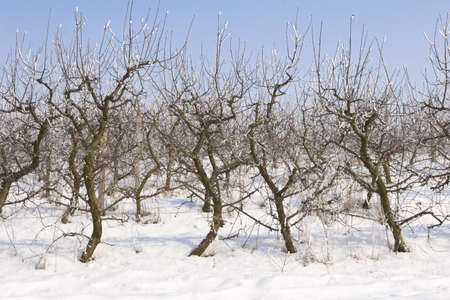view of an apple orchard covered in snow