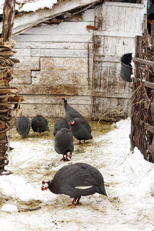 Rare Morka Turkeys in farmyard wintertimeの写真素材