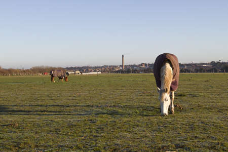 white horse eating on a cold frosty  morningの写真素材