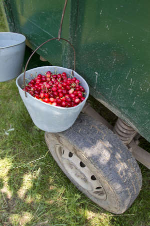 hand picked grade 1 organic cherriesの写真素材