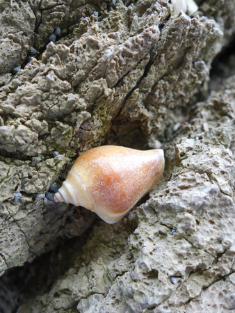 Focus on the remains of marine life, sand and sea, blue sea and beautiful beaches.