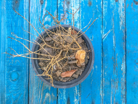 Wooden blue texture top view with treeの写真素材