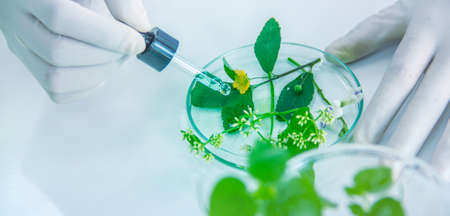 Herbs in the petri dish with white background, close-up natural test, biotechnology background, making medicine, researching herbs for cosmetic, skin care by natural extraction, scientific method.の写真素材