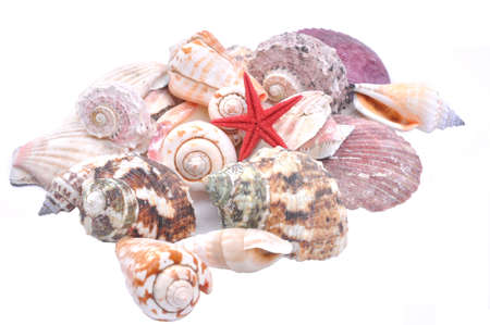 ocean shells