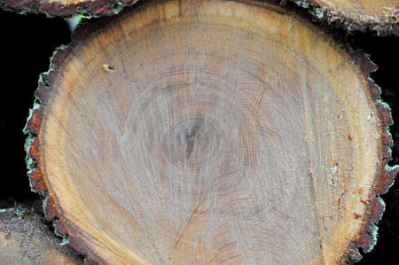 tree wood