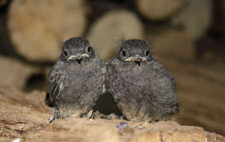 two gray chicks huddled together in the garage, waiting for momの写真素材