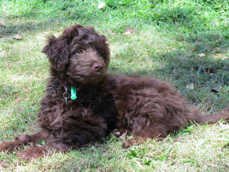 Brown puppy lying downの写真素材