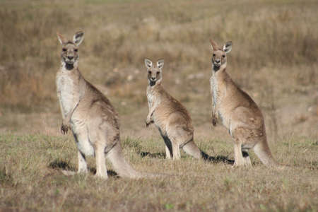 Kangaroo familyの写真素材