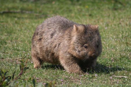 Australian Wombatの写真素材