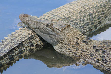 Sleeping and waiting crocodileの写真素材