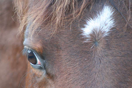 Horse closeupの写真素材