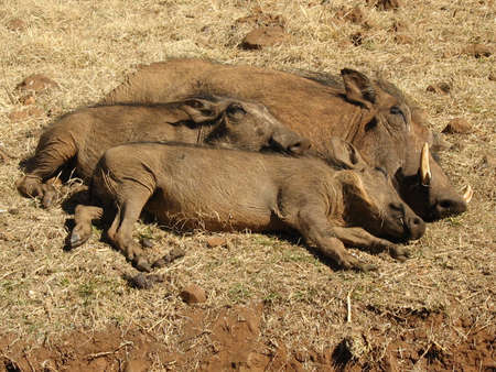Warthogs sleepingの写真素材