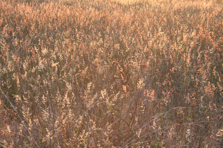 Field of Grass - backgroundの写真素材