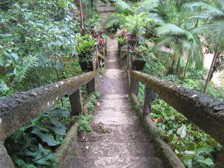 Stairway in forestの写真素材