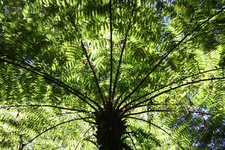 Tree fern in rain forest - landscapeの写真素材