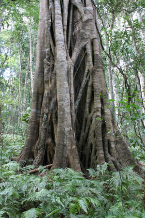 Strangler fig treeの写真素材
