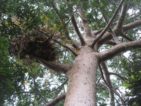 Crown of tree in rainforestの写真素材