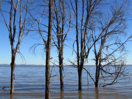 Dead trees standing in waterの写真素材