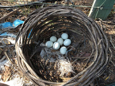 Eggs in basketの写真素材